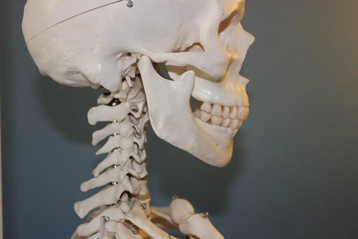Craniu uman cu maxilarul și dinții la vedere, folosit ca model de anatomie