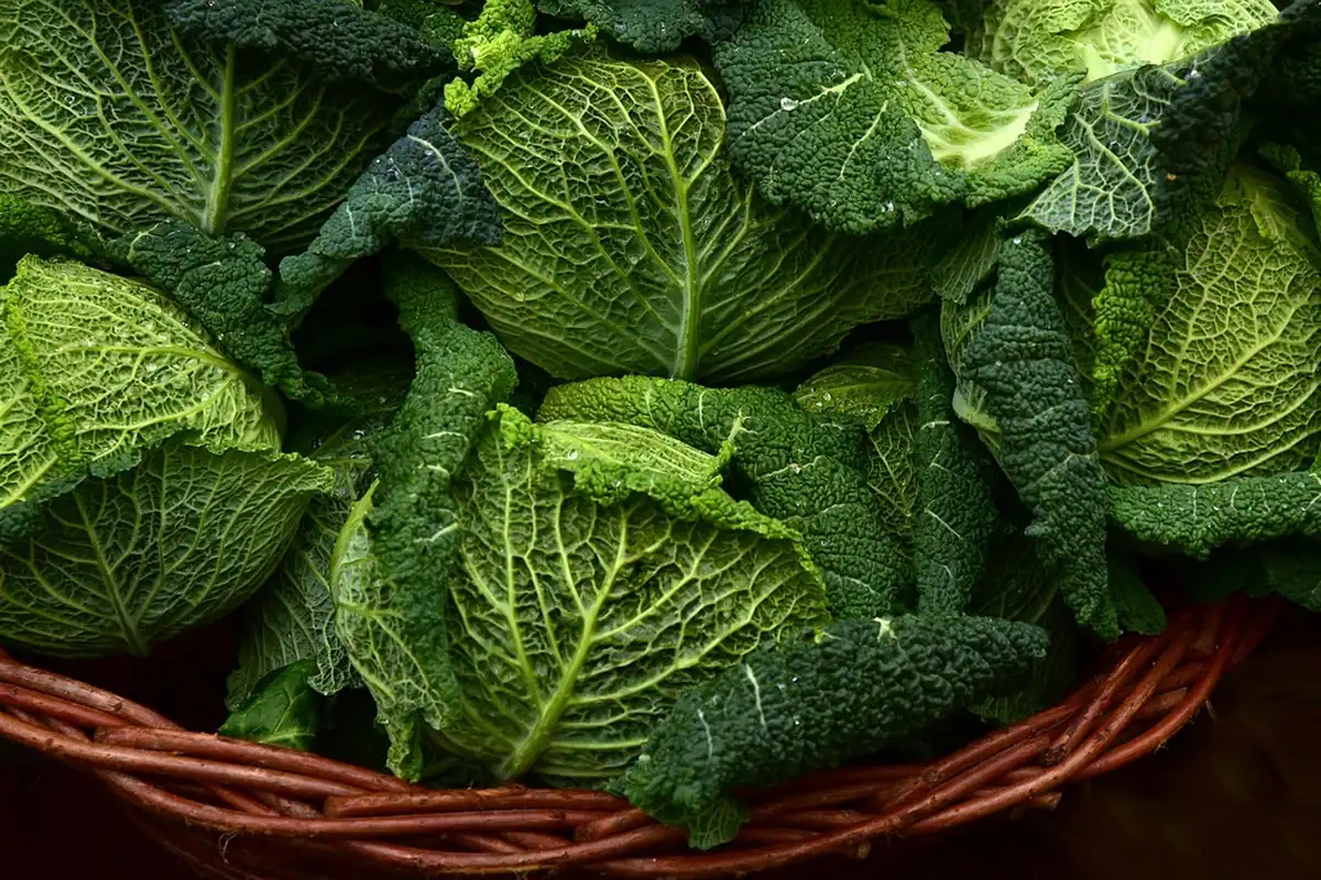 Frunze de varză creață verde fotografiate de aproape, o legumă de iarnă
