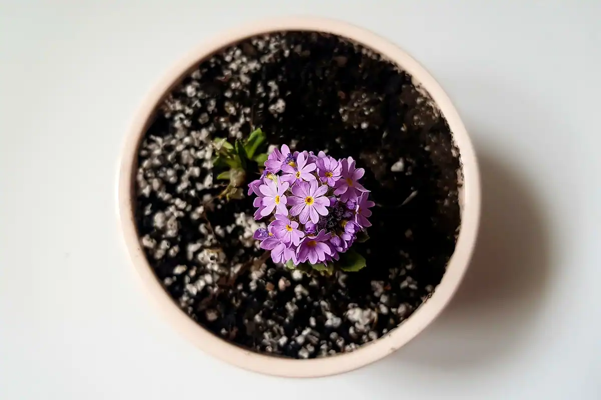 Flori mici violet într-un ghiveci, văzute de sus pe un fundal alb