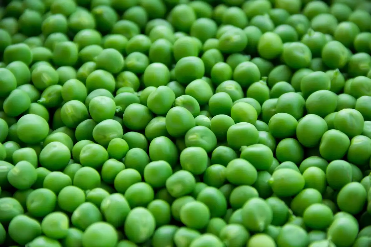 Mazăre verde proaspătă, o legumă naturală folosită în alimentația vegetariană