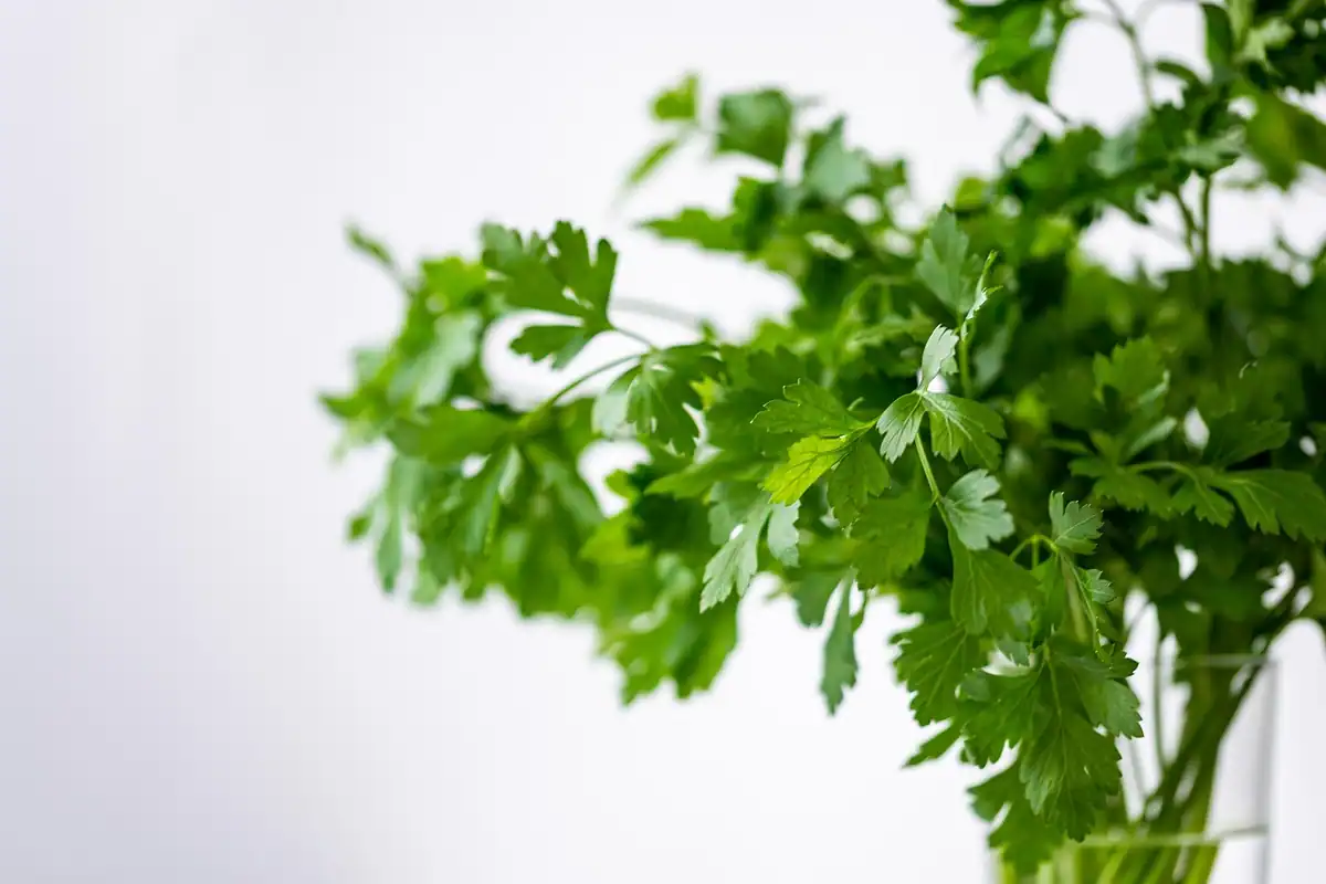 Ramuri de pătrunjel verde proaspăt și un pahar cu apă, plante aromatice