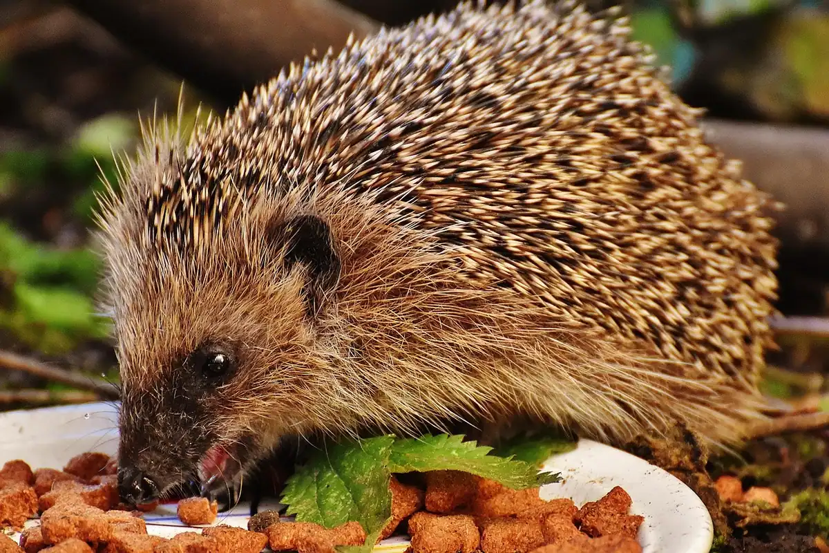 Pui de arici care mănâncă într-o grădină, animal mic cu țepi, fotografiat în natură