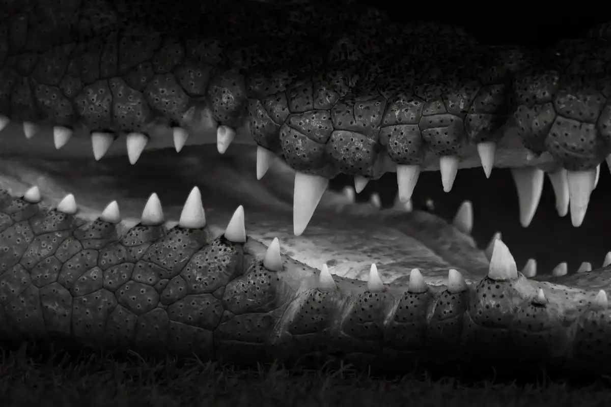 Crocodil de apă sărată cu dinții la vedere, fotografiat în natură, în Australia