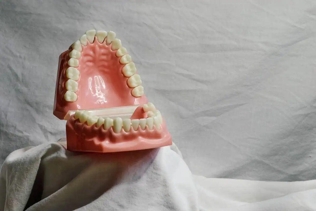 Model din plastic al arcadelor dentare, cu dinți albi și gingii roz